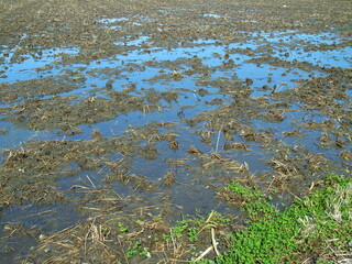大雨が降った翌朝の青空を映す水びたしの春の田圃風景