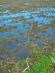 大雨が降った翌朝の青空を映す水びたしの春の田圃風景