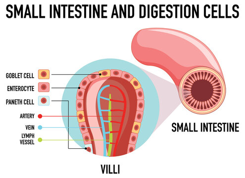 Diagram showing small intestine and digestion cell