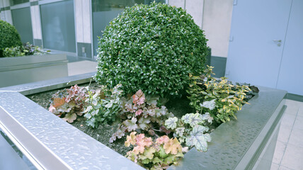 Beautiful flower and tree pot