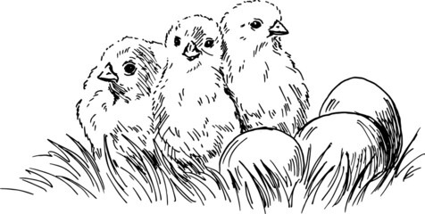 Hand sketch chickens with eggs. Vector illustration.