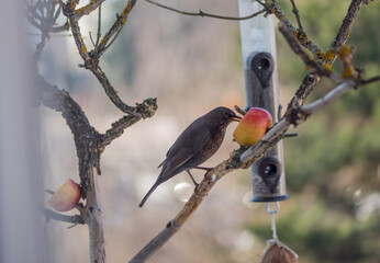 Blackbird songbird eating an apple on the tree on a balcony