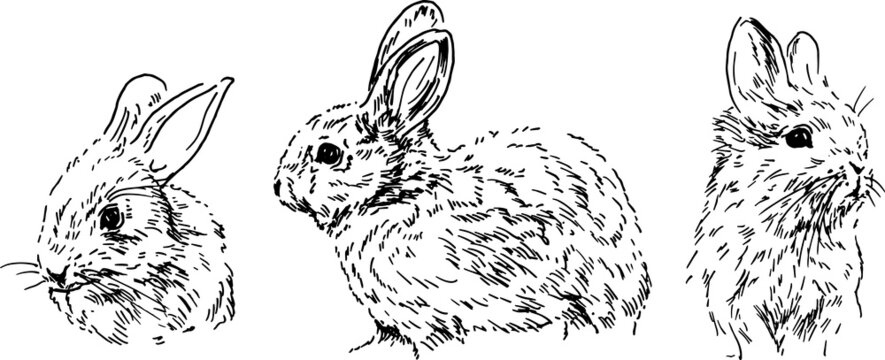 Hand sketch of baby rabbits. Vector illustration.