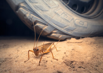 Portrait of a king cricket on sand with car tyre in background