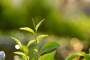 Fresh tea leaves and pekoe sprouts on tea plantation