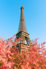 Eiffel Tower in Paris France at spring with the pink blooming bush on foreground and clear blue sky