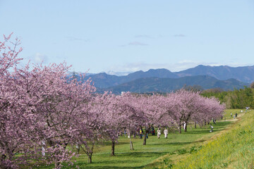 早咲きの安行寒桜、約1.1ｋm の桜並木