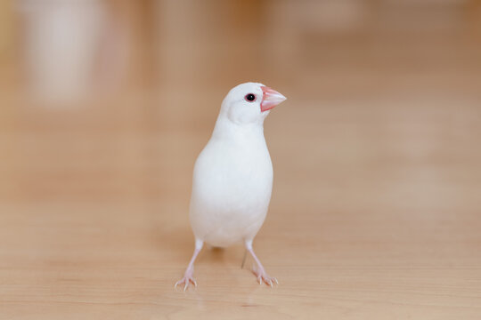 白文鳥 Images Browse 256 Stock Photos Vectors And Video Adobe Stock