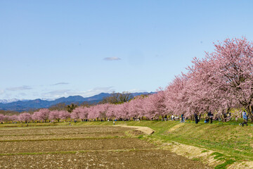 早咲きの安行寒桜、約1.1ｋm の桜並木
