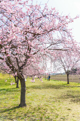 満開の桜並木に酔いしれ集う人々