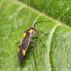 Capsodes flavomarginatus is a species of plant bug