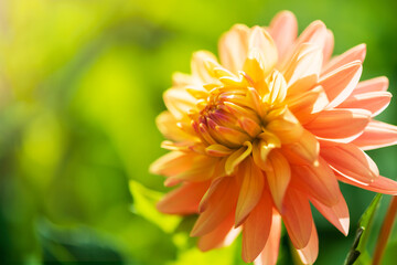Orange dahlia flower under sunlight closeup. Selective focus. Flower background.