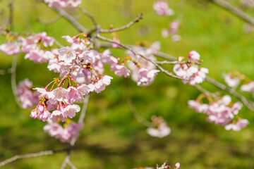 かわいいい薄ピンクの花びらの綺麗な桜