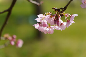 Obraz premium かわいいい薄ピンクの花びらの綺麗な桜