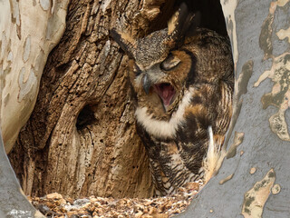 Great Horned Owl