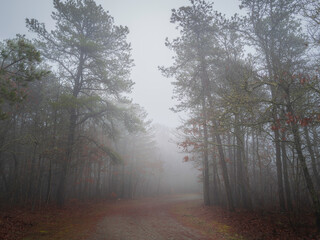 Foggy footpath under the tall pine trees at the park on Cape Cod