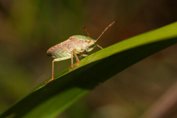 The green shield bug is a European shield bug species