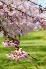 木下から眺める桜は最高に美しい