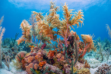 Caribbean coral garden