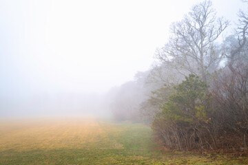 Obraz na płótnie Canvas Foggy forest and meadow on Cape Cod