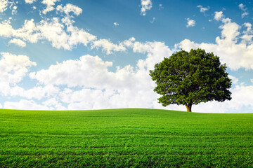 Fototapeta na wymiar Oak tree in green field agriculture background