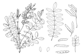 acacia is a flowering twig with leaves. set of hand-drawn sketch-style isolated outline of acacia tree branches with leaves and flowers, black seed pods line on white for design template - obrazy, fototapety, plakaty