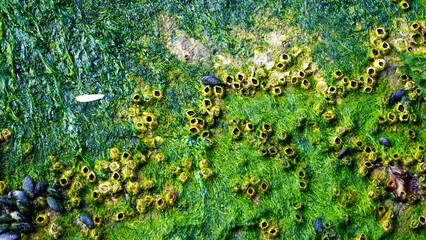 Surface with algae in Izmir Bay