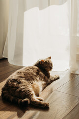 A gray cat lies on the floor near the window with closed eyes. The cat sleeps by the window on a sunny day