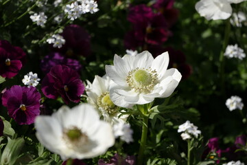 Mehrere weiße Kronenanemonen (anemone coronaria) in einem Beet mit purpurfarbenen Stiefmütterchen (Viola)