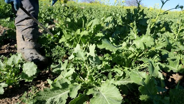 Contadino raccoglie a mano la verdura dal campo coltivato.
Tagliare la verdura dalla pianta, i tipici broccoletti romaneschi.