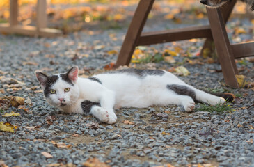 Young  kitty, cat in the garden. Family pet.