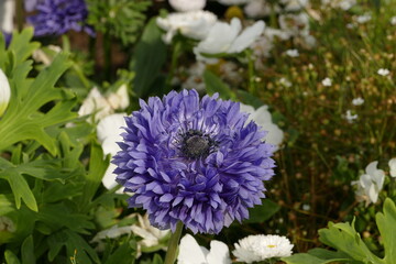 Gefüllte, lilafarbene Gartenanemone mit ungewöhnlich vielen Blütenblättern.