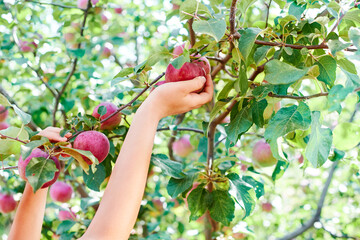 Female hands are picking apples. Red apple variety on the fruiting tree - malus Domestica gala in the garden. Fruits on the lush green trees, fruit ready to harvest.