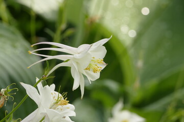 Weiße Akelei (Aquilegia) vor unscharfem Hintergrund in Nahaufnahme