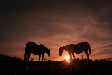 Fototapeta na wymiar horses silhouette in the meadow with a beautiful sunset