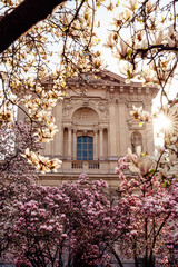 Magnolia Piazza Tommaseo Milano Italia