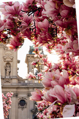 Magnolia Piazza Tommaseo Milano Italia