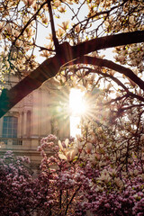 Magnolia Piazza Tommaseo Milano Italia