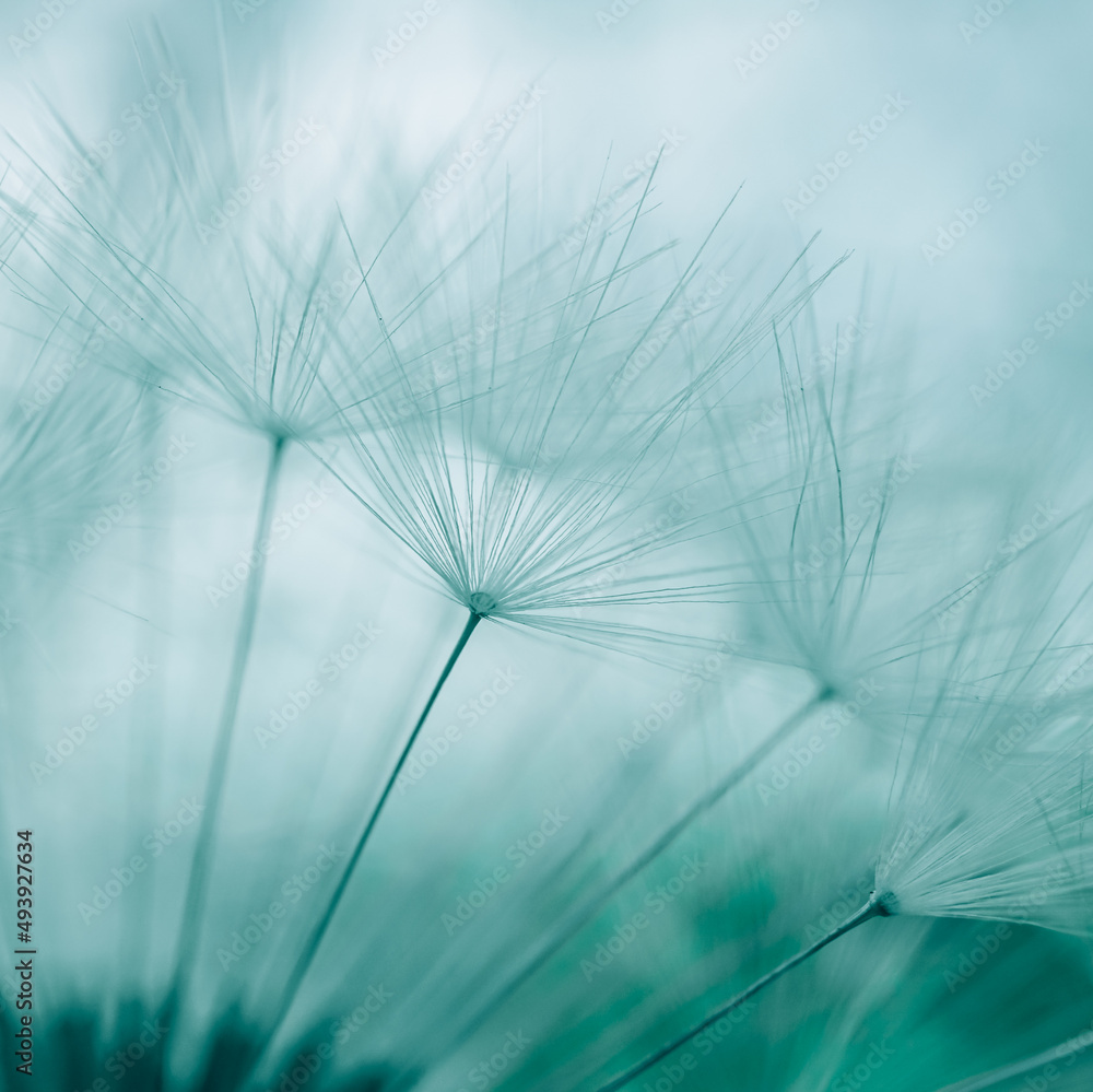 Wall mural romantic white dandelion flower seed in springtime