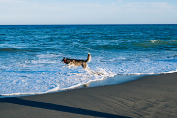 husky dog running on the beach.