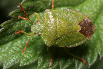 Overhead view of a green shield bug 