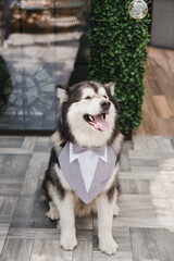 Funny and cute alaskan malamute dog at wedding dinner having fun with guests asking for food.