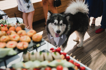 Funny and cute alaskan malamute dog at wedding dinner having fun with guests asking for food.