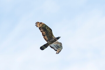 ハチクマ雄成長 (honey buzzard)