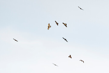 サシバの鷹柱 (Grey-faced buzzard)
