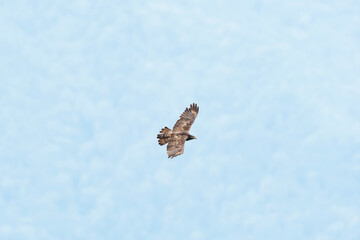 ハチクマ雌成長 (honey buzzard)