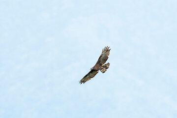 ハチクマ雌成長 (honey buzzard)