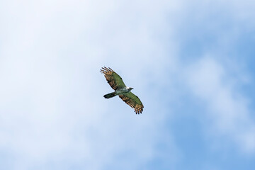 ハチクマ淡色型 (honey buzzard)