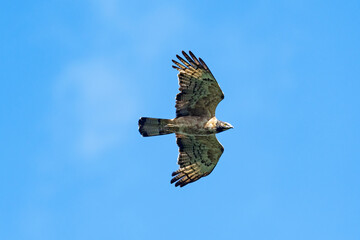ハチクマ雌成長 (honey buzzard)