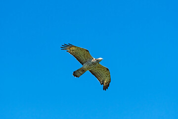 ハチクマ雌成長 (honey buzzard)